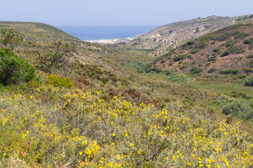 Fototapeta na wymiar Beach, flowers and mountain in Arrifana
