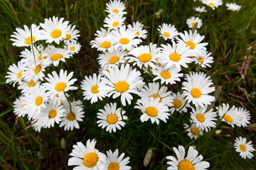 Lot of beautiful wild field chamomile flowers with white petals on meadow in summer day