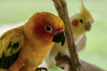 Pretty cockatoo on branch tree