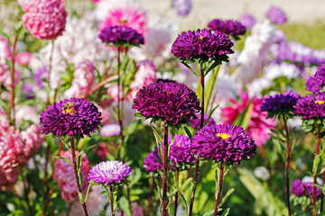 Beautiful purple asters flowers outdoors in the garden