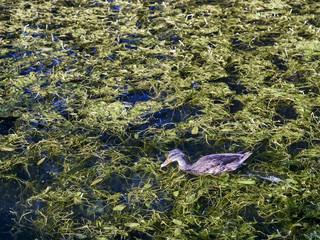Stockente in Schlossweiher mit Laichkraut 