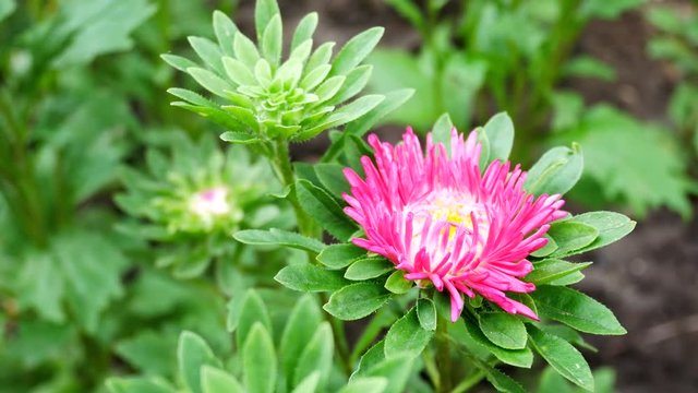 Pink Aster Flower in the Home Garden Develops on the Wind