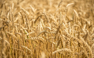 Fototapeta premium Wheat field. Full frame close detail and selective focus on mature sun-ripened wheat growing in the English countryside.