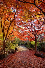 Red japanese maple leaves. Colorful Season. Japan.