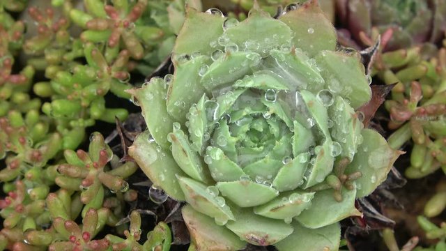 Hauswurz, Sempervivum, Blattrosette, Dachhauswurz, Wildpflanze, Gartenpflanze