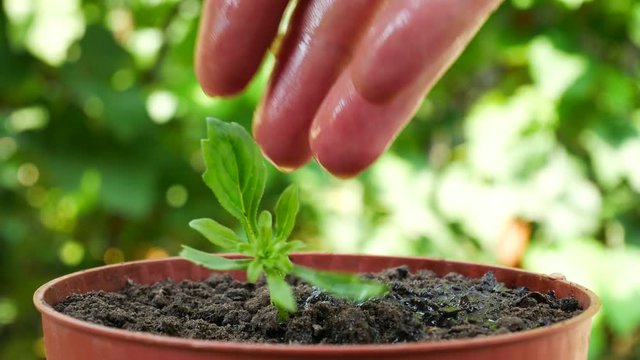 Seedling and planting. Male hand watering young green plant over ground background. Male hand watering young green plant in a flower brown pot with earth