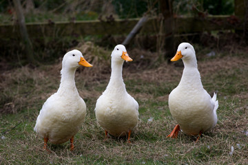 Three Ducks