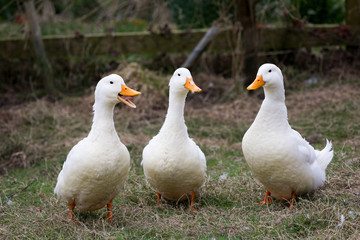 Three Talking Ducks