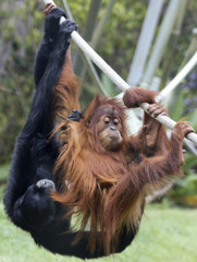 A Young Orangutan Plays with a Siamang