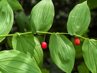 Knotenfuss mit reifer Beere