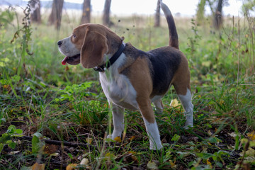Beagle dog walking in the autumn forest