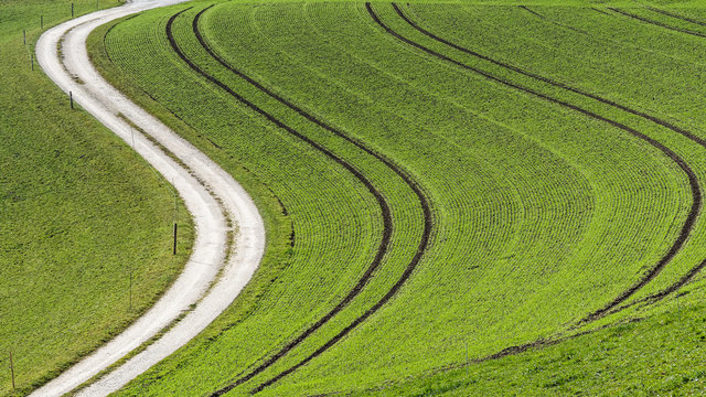 Feld mit Wintergerste