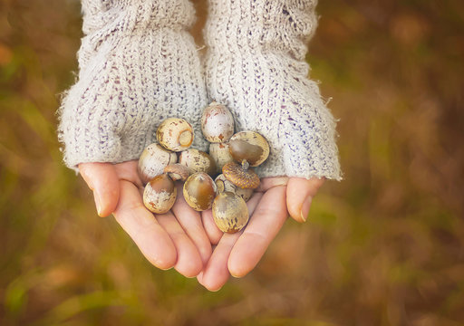 Fistful of acorns in female hands.