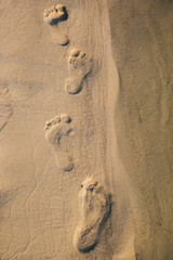 footsteps in sandy on the beach