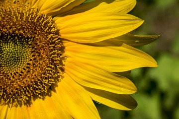 Obraz premium sunflower no. 101
