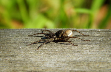 Brown Spider crawling along to gray wood. Spider closeup on background green grass.