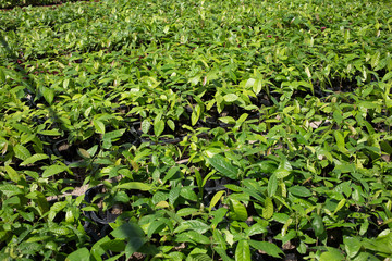 Small cocoa tree on the farm plantation