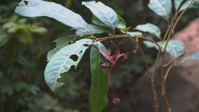 Spiny-Leaf Stick Insect Hanging on Tree Branch