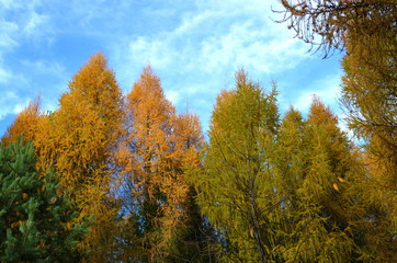 Autumn trees along the Berlin Wall path (Berliner Mauerweg)