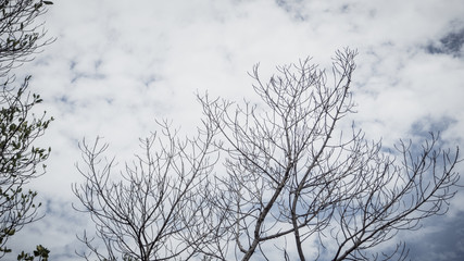 Sky and branches background