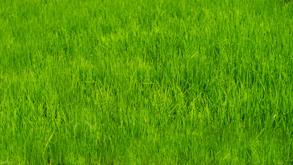 green soft grass on the field of rice
