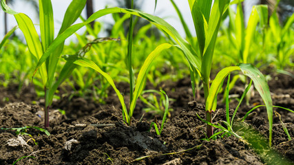 Corn planted on the wet soil