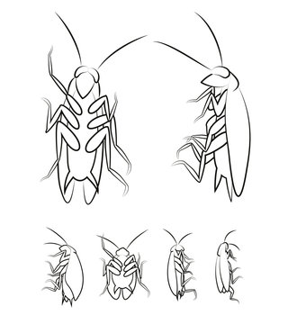 Cockroach. Vector Illustration Of Various Cockroaches From Different Views.