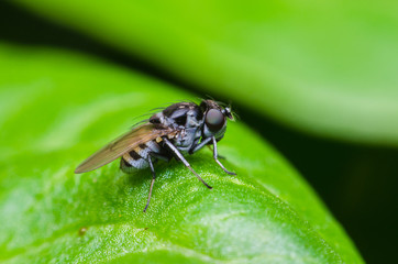 fruit fly on green leaf. interesting the strange fly.