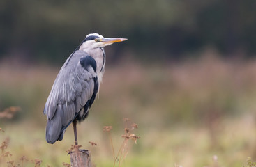 grey heron standing in the field