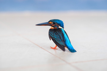 Kingfisher on the ground