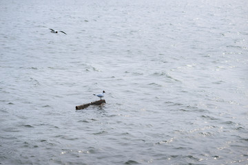 Obraz premium Two black headed gull standing on stones in the water and reflec