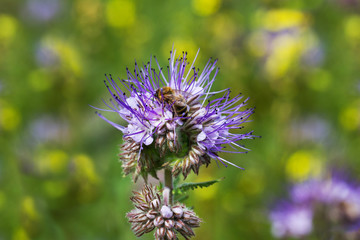 Honey bee on flower.