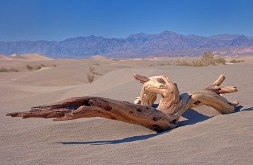 Dead Joshua Tree