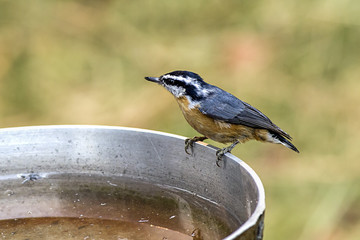 Mountain chickadee perched on bath.