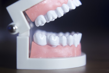 Dental teeth model