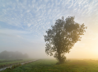 Fototapeta na wymiar Tree in the mist in the Dutch countryside