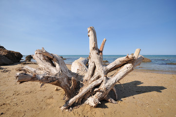 Fototapeta premium tree trunks on the sea