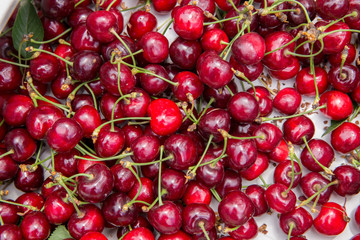 Cluster of ripe cherries on cherry trees