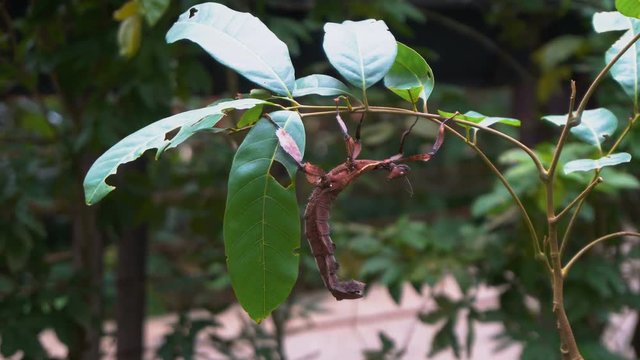 Spiny-Leaf Stick Insect Hanging on Tree Branch