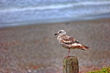 Seagull, Malibu