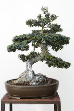 Olive (Olea europaea) bonsai on a wooden table and white background