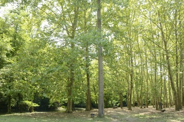 Natural riverbank in Olot, Girona, Spain