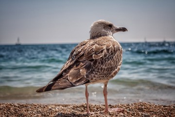 seagull