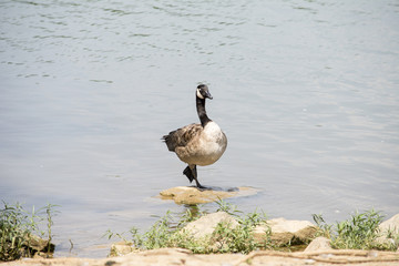 Black neck duck standing on one foot