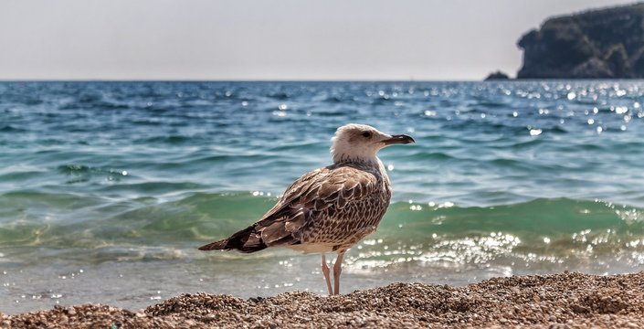 Seagull relaxing