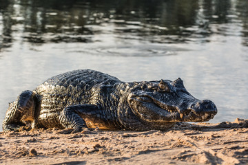 A large caiman, Caiman latirostris, walks down the beach to enter the Cuiaba River.