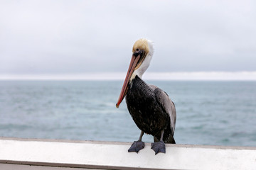 Brown Pelican