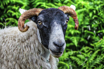 Fototapeta premium Scotland