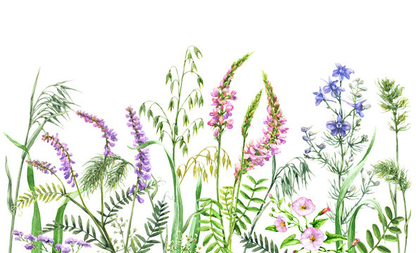 Watercolor Wild Flowers Border