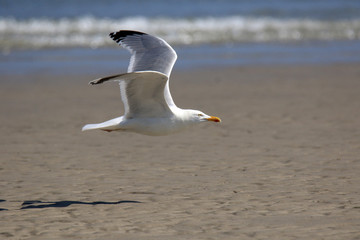 Fototapeta na wymiar Über den Strand fliegende Möwe